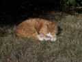 A Cat Asleep in the Sun