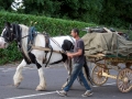 The Old Dray Horse