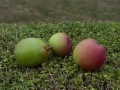 Cooking Apples