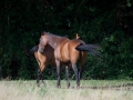 Two Horses