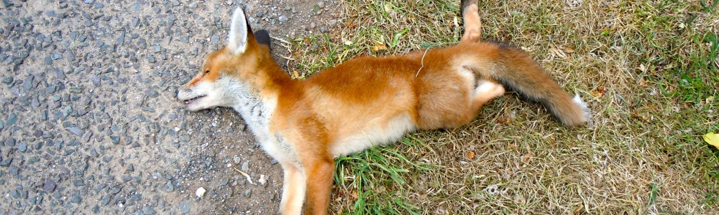 You don't often see see foxes as roadkill.