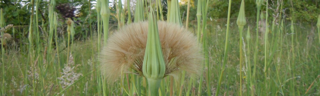 They are thick in my orchard but I don't know what they are.