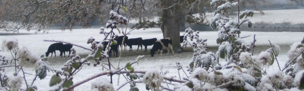 The snow stayed on the ground throughout November.