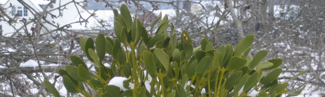 Mistletoe in an old apple orchard