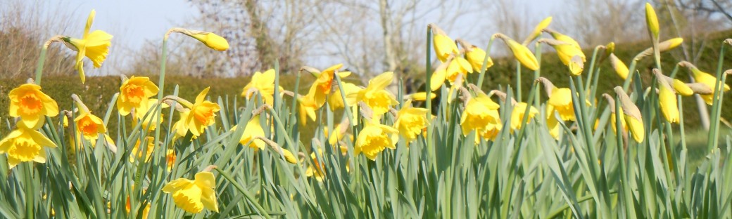 The glory of daffodils. Something else to show Jake.