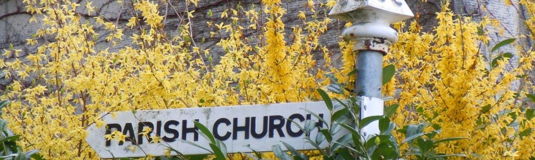 Forsythia on the corner of Church Lane.