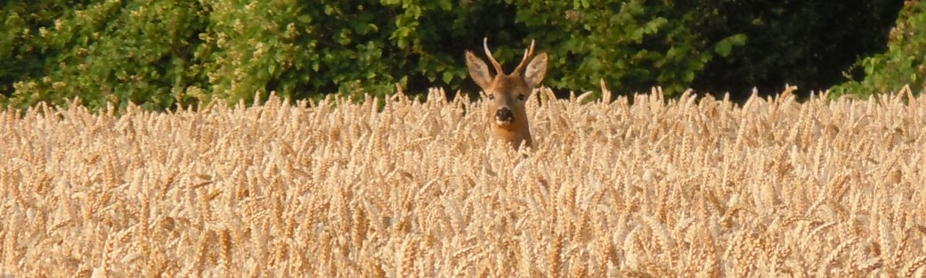 A Deer in the Wheatfield