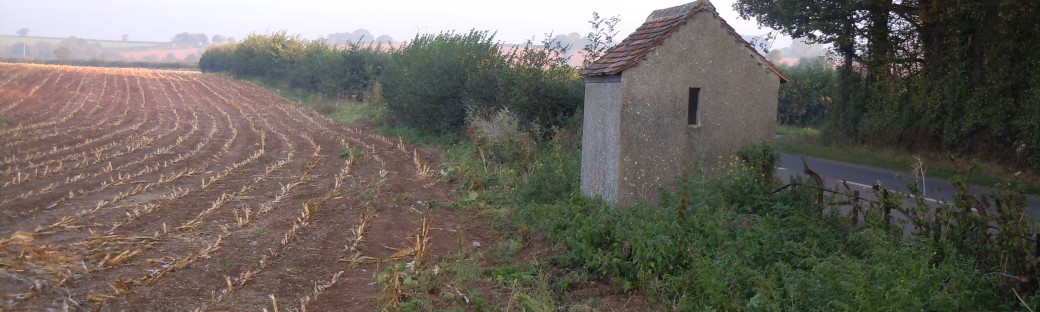 Just after the tall maize has been cut.