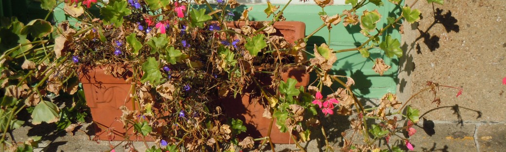 We had an early frost. The geraniums in my window box are dying.