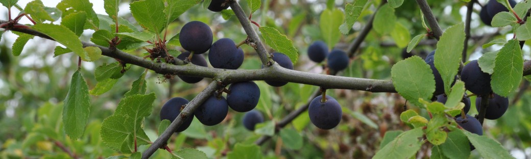 These sloe berries are bitter, unless you pick them after a frost, they say.