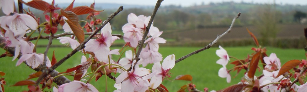 The wild cherry blossom too. Polly loved it.