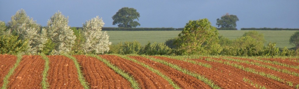 The Maize is Sprouting