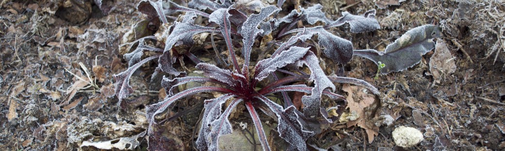 A Hard Frost Finished my Beetroots