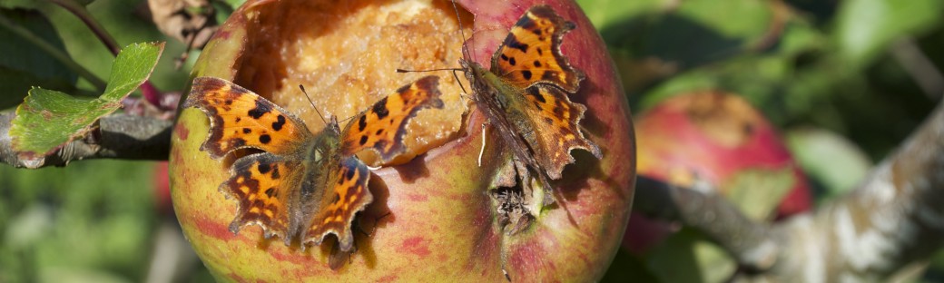 Butterflies on a cooking apple on a sunny day in October