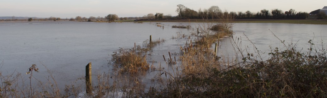 Flooded Fields