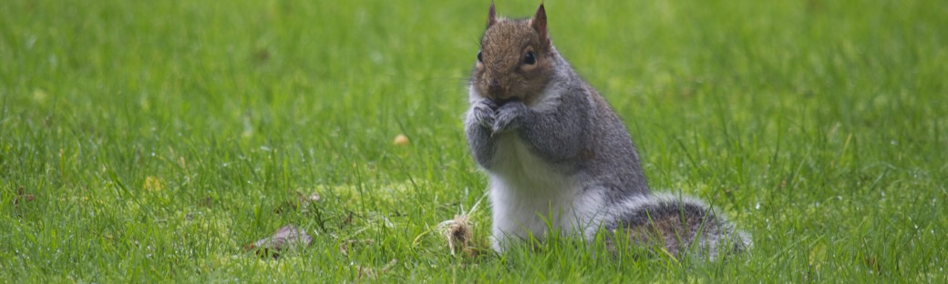The squirrel comes back to its store.