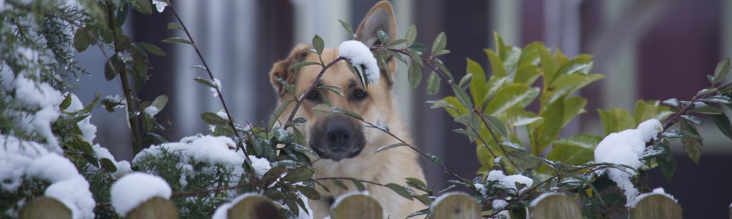 The Dog Barks from the Fence