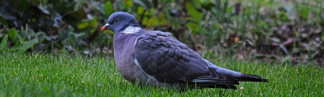I watched the pigeon from my window and kept still until it came close
