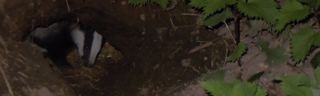 A badger in a sett just after dark.