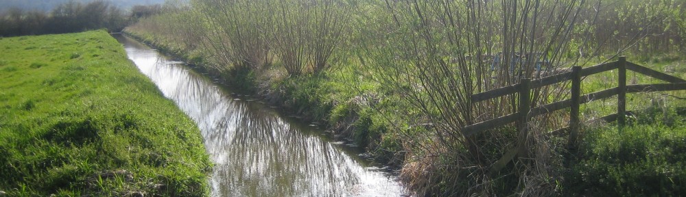 The rhyne