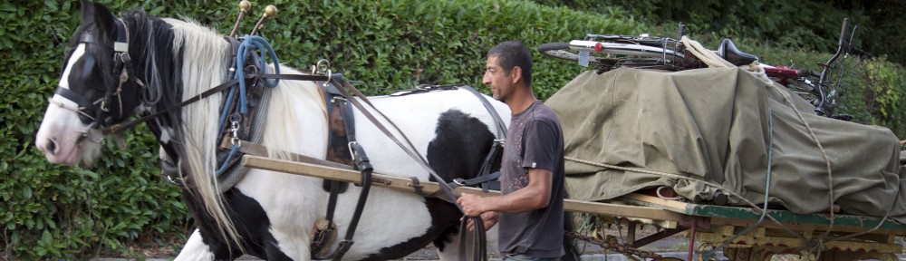 Tom Leads his Dray back from a Show
