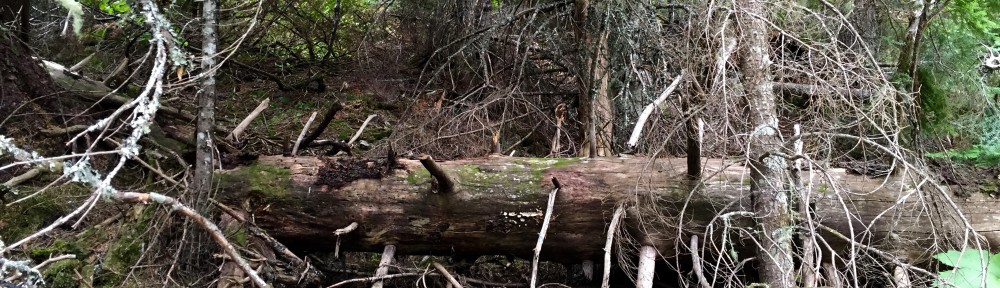 Forest Debris