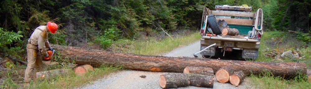 Fallen Tree